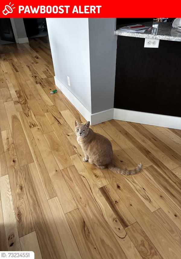 Lost Male Cat last seen Off Chilson Road in Pinckney by Arrowhead subdivision, Hamburg Township, MI 48169