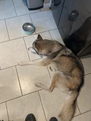 Found/Stray Female Dog last seen Wood Scent ct & High Oaks Cir, Spring, TX 77380