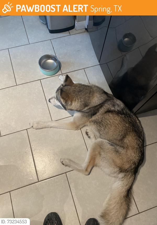 Found/Stray Female Dog last seen Wood Scent ct & High Oaks Cir, Spring, TX 77380