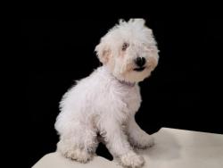 Shelter Stray Female Dog last seen , 3201 Lacy St, Los Angeles, CA 90031, USA