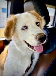 Reunited Male Dog last seen Stonecroft way, Gainesville, GA, Forsyth County, GA 30506