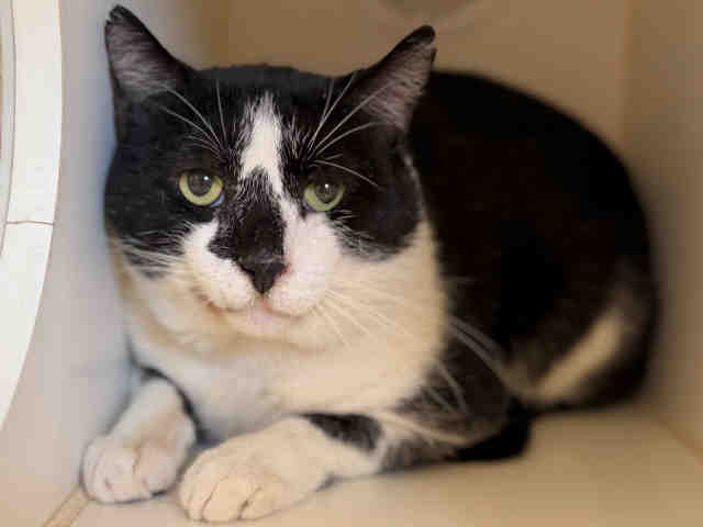 Shelter Stray Male Cat last seen , 5821 Sweetwater Rd, Bonita, CA 91902, USA
