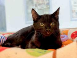 Shelter Stray Female Cat last seen CANTER RD- BORN ON PROPERTY, 5821 Sweetwater Rd, Bonita, CA 91902, USA