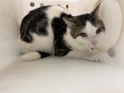 Shelter Stray Male Cat last seen Near BLOCK S LAYTON BLVD, 3839 W Burnham St, West Milwaukee, WI 53215, USA