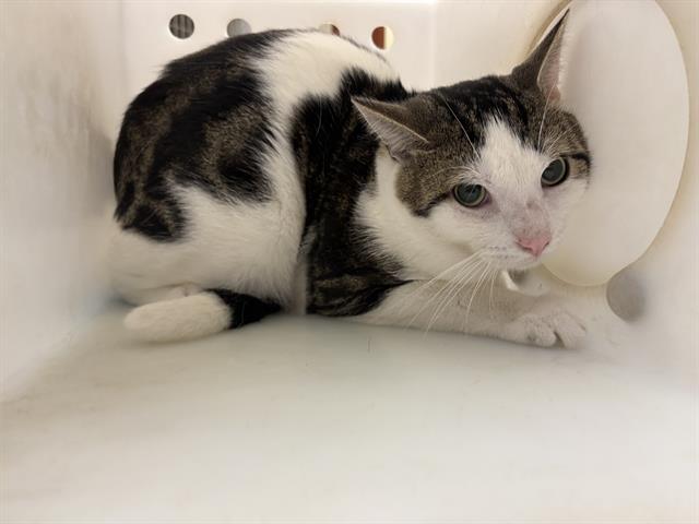 Shelter Stray Male Cat last seen Near BLOCK S LAYTON BLVD, 3839 W Burnham St, West Milwaukee, WI 53215, USA
