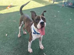 Shelter Stray Female Dog last seen TRAPPED NEAR THE 94, 5821 Sweetwater Rd, Bonita, CA 91902, USA