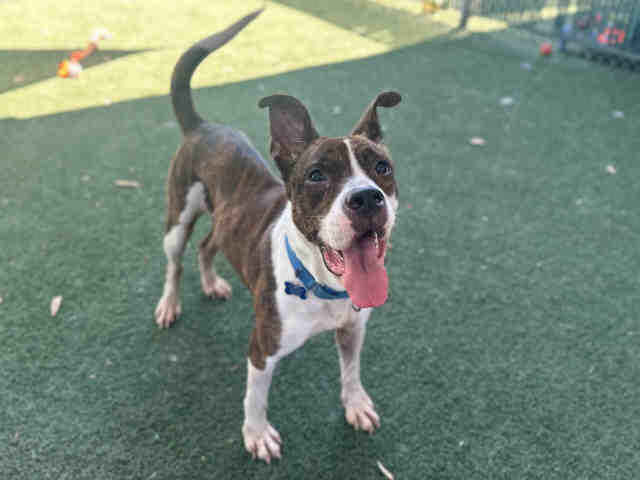 Shelter Stray Female Dog last seen TRAPPED NEAR THE 94, 5821 Sweetwater Rd, Bonita, CA 91902, USA