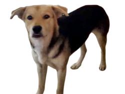 Shelter Stray Female Dog last seen CORNER OF PURCELL ROAD AND S6, 2481 Palomar Airport Rd, Carlsbad, CA 92011, USA