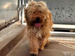 Shelter Stray Male Dog last seen CALAVO DR, 5821 Sweetwater Rd, Bonita, CA 91902, USA