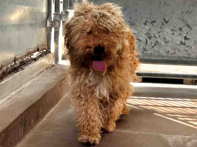Shelter Stray Male Dog last seen CALAVO DR, 5821 Sweetwater Rd, Bonita, CA 91902, USA