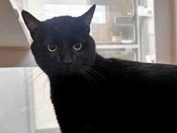 Shelter Stray Male Cat last seen , 5821 Sweetwater Rd, Bonita, CA 91902, USA