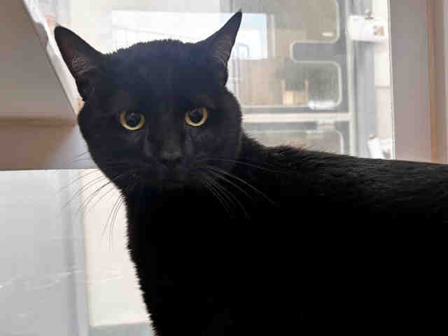 Shelter Stray Male Cat last seen , 5821 Sweetwater Rd, Bonita, CA 91902, USA