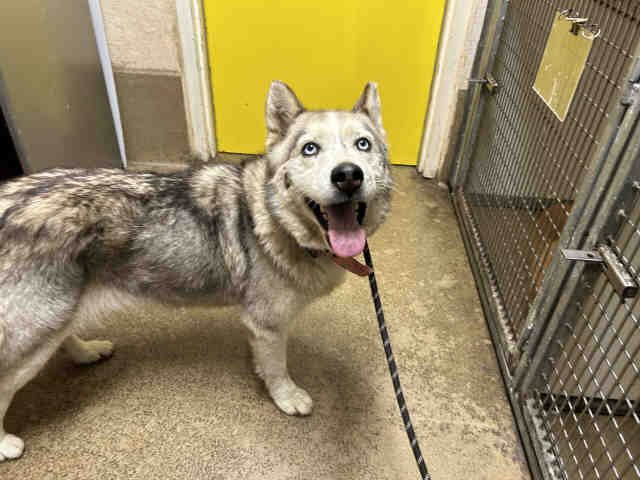 Shelter Stray Female Dog last seen EL MONTE RD, 5821 Sweetwater Rd, Bonita, CA 91902, USA