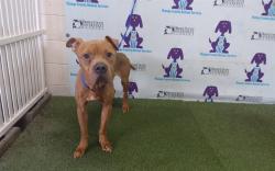 Shelter Stray Male Dog last seen , 2769 Conroy Rd, Orlando, FL 32839, USA