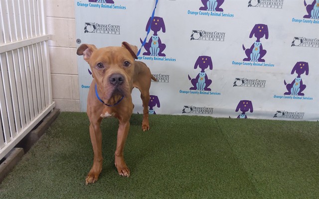 Shelter Stray Male Dog last seen , 2769 Conroy Rd, Orlando, FL 32839, USA