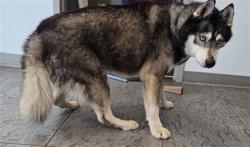 Shelter Stray Male Dog last seen , 11361 W Pico Blvd, Los Angeles, CA 90064, USA