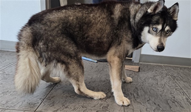 Shelter Stray Male Dog last seen , 11361 W Pico Blvd, Los Angeles, CA 90064, USA