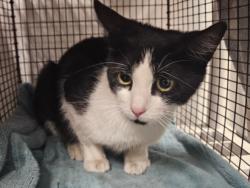 Shelter Stray Female Cat last seen , 14409 Vanowen St, Van Nuys, CA 91405, USA