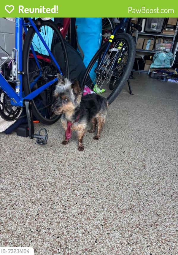 Reunited Male Dog last seen Trapped Rd and Caplock Drive, Orlando, FL 32837