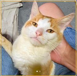 Found/Stray Male Cat last seen Trail between Arni's and Arbuckle Park, Brownsburg, IN 46112