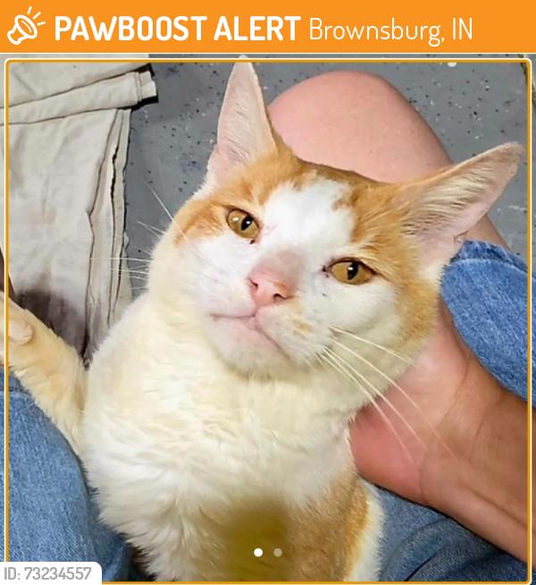 Found/Stray Male Cat last seen Trail between Arni's and Arbuckle Park, Brownsburg, IN 46112