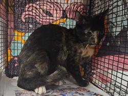 Shelter Stray Unknown Cat last seen , 14409 Vanowen St, Van Nuys, CA 91405, USA