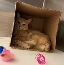 Shelter Stray Male Cat last seen WALNUT ST & N 9TH AVE, 12155 Park Blvd, Brighton, CO 80601, USA