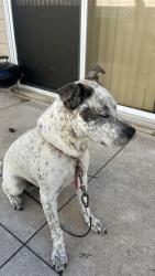 Reunited Male Dog last seen Beechwood and Shay, Lady Lake, FL 32159