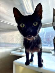 Shelter Stray Male Cat last seen 168TH & HAYESMOUNT, 12155 Park Blvd, Brighton, CO 80601, USA