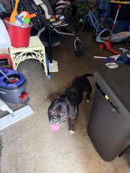Found/Stray Female Dog last seen West & Murdock, Wichita, KS 67212