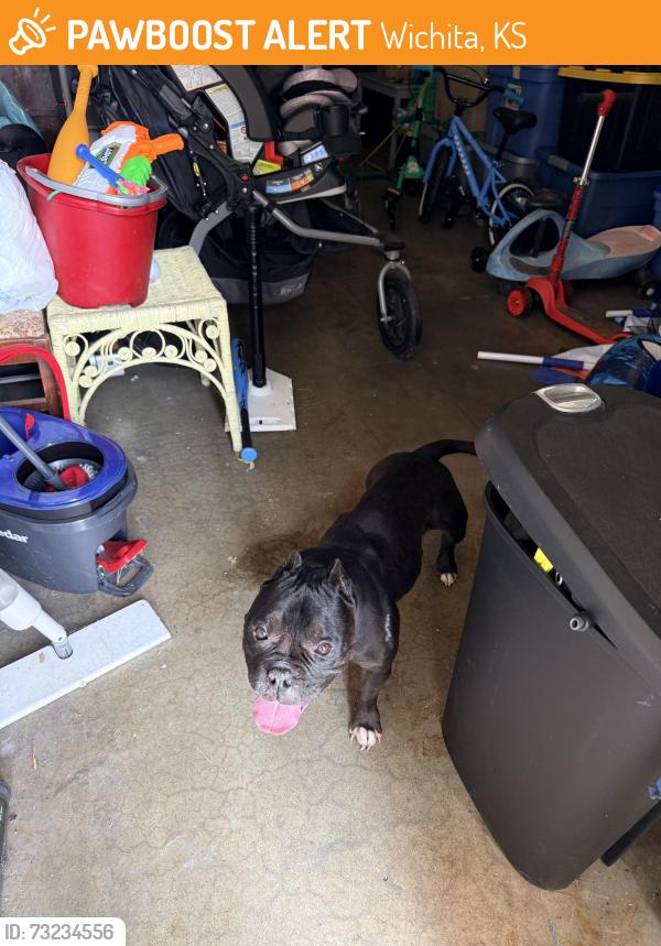 Found/Stray Female Dog last seen West & Murdock, Wichita, KS 67212