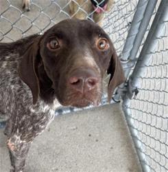Shelter Stray Male Dog last seen Near BLOCK EL TEJON AVE, BAKERSFIELD CA 93308, 3951 Fruitvale Ave, Bakersfield, CA 93308, USA
