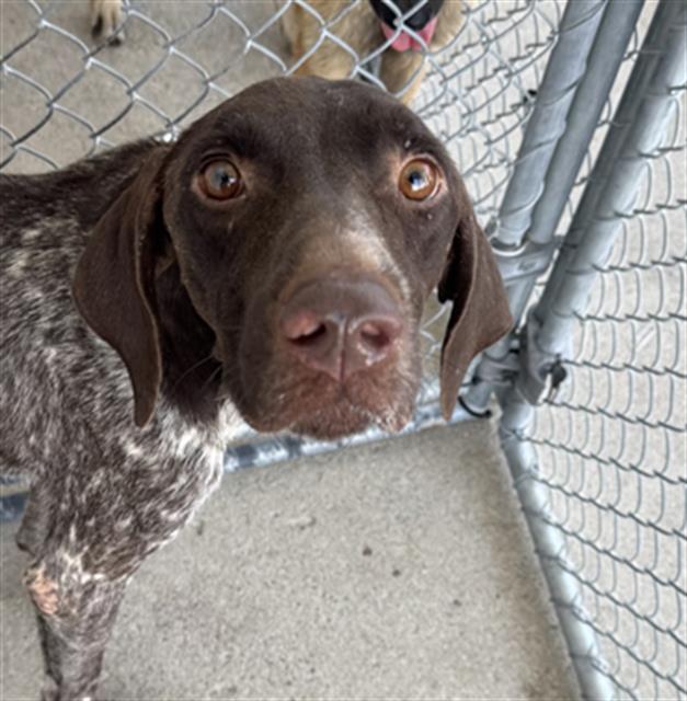 Shelter Stray Male Dog last seen Near BLOCK EL TEJON AVE, BAKERSFIELD CA 93308, 3951 Fruitvale Ave, Bakersfield, CA 93308, USA