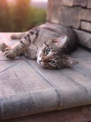 Lost Male Cat last seen Henderson Rd, Jamesville, NY 13078