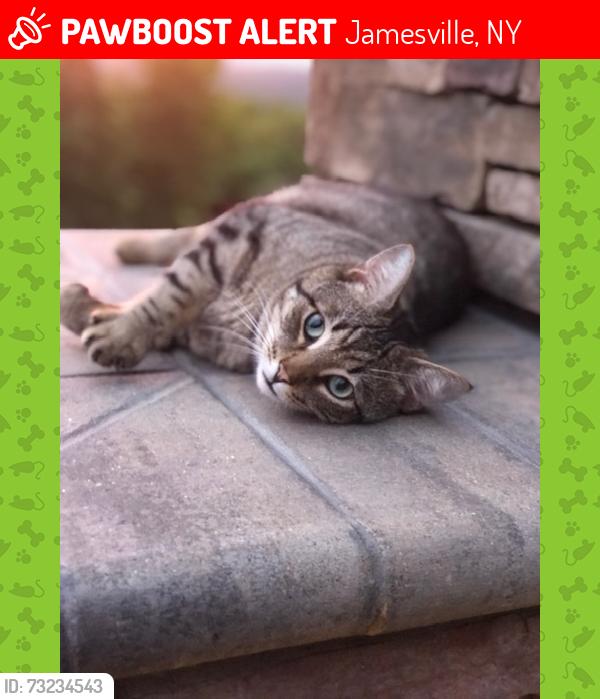 Lost Male Cat last seen Henderson Rd, Jamesville, NY 13078