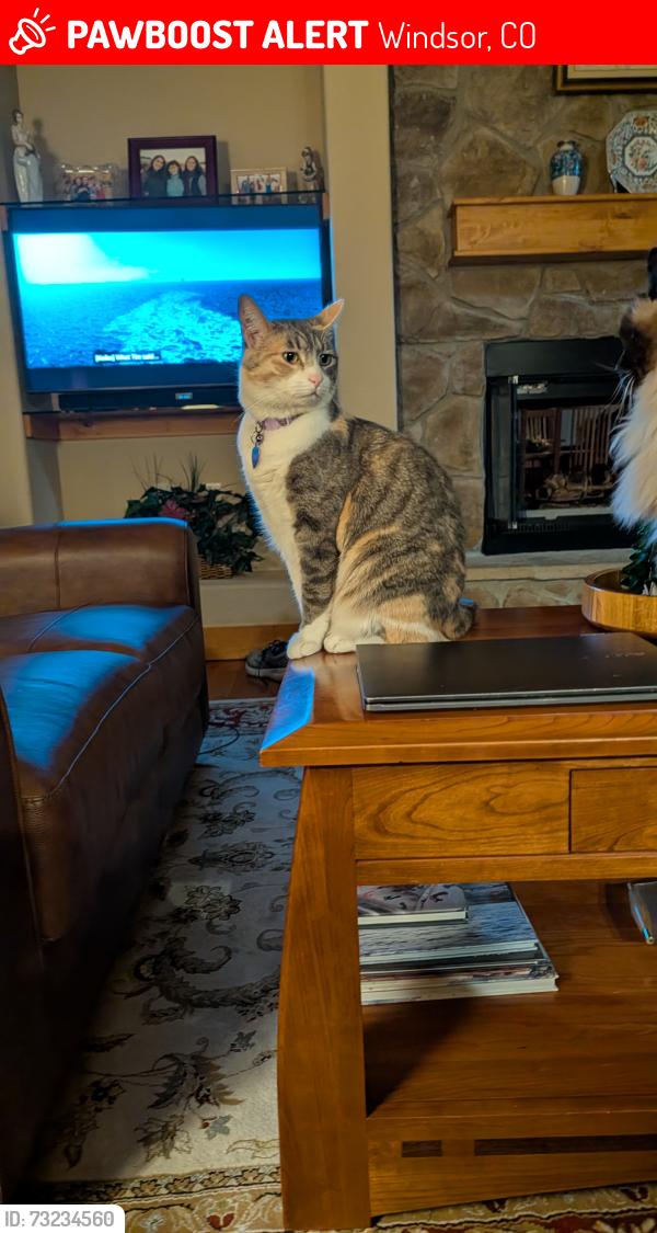 Lost Female Cat last seen Highland Ridge nieghborhood, near Highland Meadows Pkwy, Windsor, CO 80550