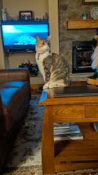 Lost Female Cat last seen Highland Ridge nieghborhood, near Highland Meadows Pkwy, Windsor, CO 80550