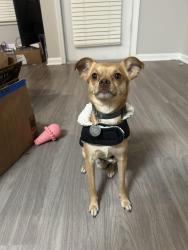 Reunited Male Dog last seen Near Belmont Dr., Ralston, NE 68127, Omaha, NE 68127