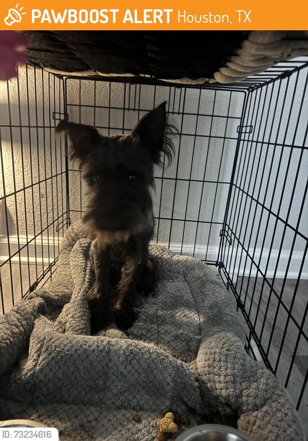 Found/Stray Male Dog last seen Lent family park, Houston, TX 77090