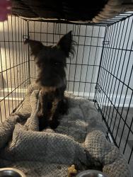 Found/Stray Male Dog last seen Lent family park, Houston, TX 77090
