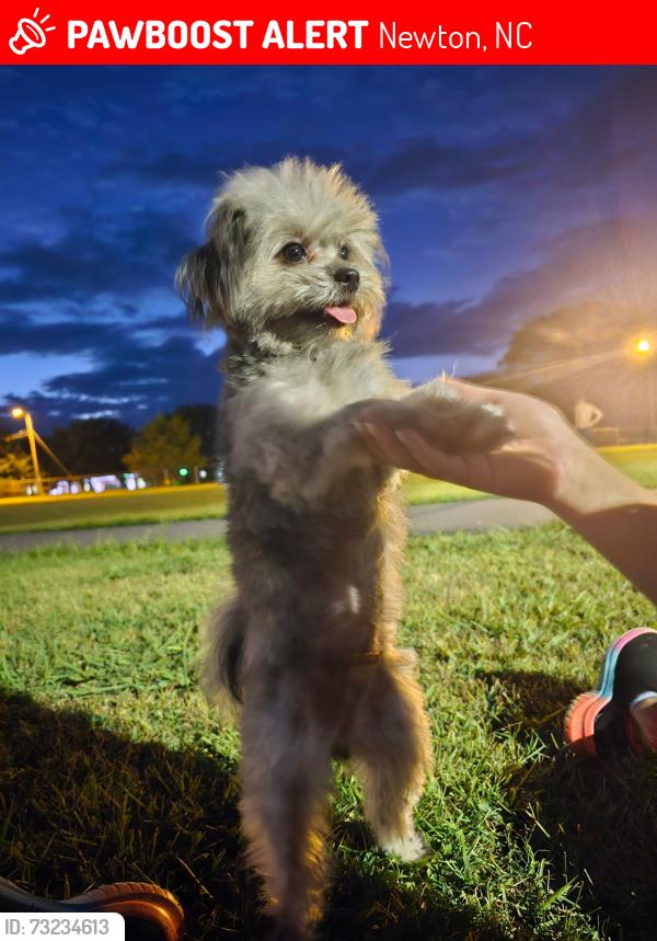 Lost Female Dog last seen Kangaroo express gas station, Newton, NC 28658