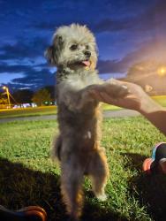 Lost Female Dog last seen Kangaroo express gas station, Newton, NC 28658