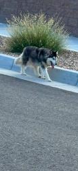 Found/Stray Unknown Dog last seen Albuquerque, Albuquerque, NM 87102