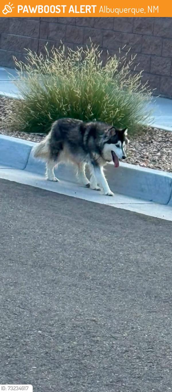 Found/Stray Unknown Dog last seen Albuquerque, Albuquerque, NM 87102