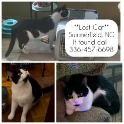 Lost Male Cat last seen Lake Brandt, Witty Road, Wall Place, Summerfield, NC 27358