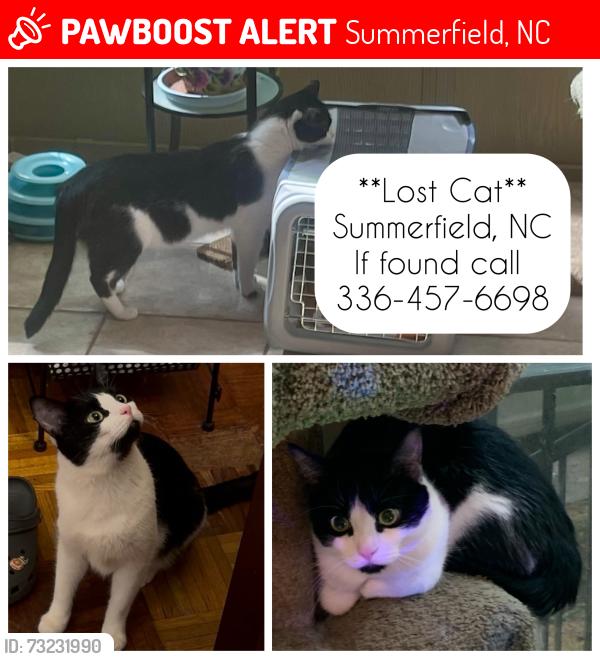 Lost Male Cat last seen Lake Brandt, Witty Road, Wall Place, Summerfield, NC 27358