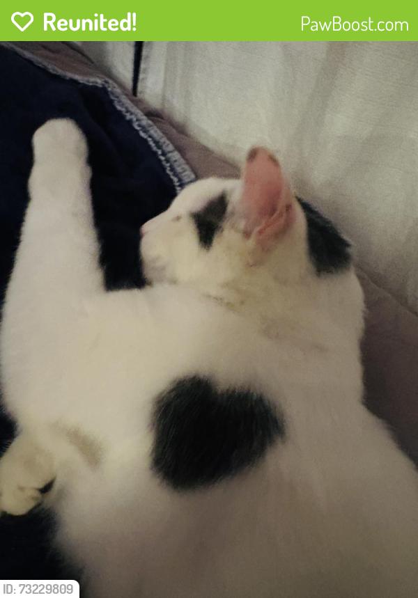 Reunited Male Cat last seen Ottowa/Franceska, Apple Valley, CA 92395