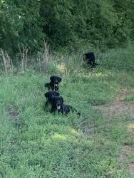 Reunited Female Dog last seen Near Phillips Trail, Virgilina, last seen on easement Road partially up driveway to farmhouse On Left, Virgilina, VA 24598