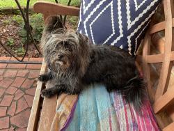 Found/Stray Male Dog last seen Indian Trail and Mimbro Lane, East Ridge, TN 37412
