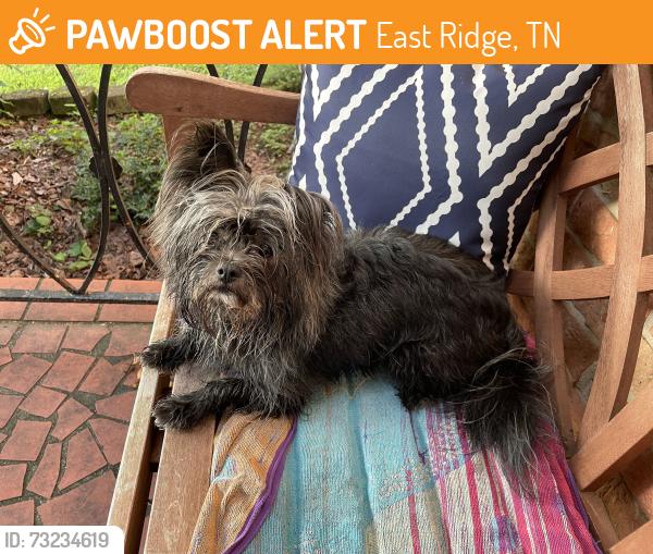 Found/Stray Male Dog last seen Indian Trail and Mimbro Lane, East Ridge, TN 37412